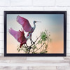 Two Roseate Spoonbills Spoonbill Pink Bird Wall Art Print