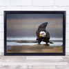 Bald Eagle Standing Crouched Flapped Wing Wall Art Print