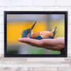 Little Orange Blue Bird Laying In Hand Wall Art Print