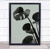 Monstera Teal 04 Studio Botanical Leaf Wall Art Print