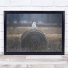 Princess Lonely White Owl On Hay Bale Wall Art Print