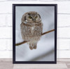 Little Owl Perched On Snowy Branch Wall Art Print