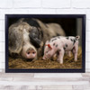 Mother Pig And Piglet Eating Hay Wall Art Print