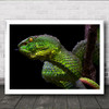 Green Viper Macro Animals Snake Wall Art Print