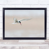 Tern With Fish By The Beach Wall Art Print