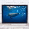 Shark Whaleshark Whale-Shark Wildlife Sea Ocean Underwater Print - PETTEX1640700