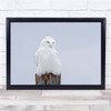 Snowy owl Owl Winter Nature Cold Canada Wildlife Beauty Snow Male Wall Art Print
