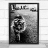 Cat Monochrome Black & White Cats Pet Pets Street Animal Animals Wall Art Print