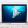 Manta Ray Mantas Animal Animals Underwater Water Surface Gravity Wall Art Print