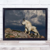 Nature Animal Wild Wildlife Goat Mountain Rock Proud Animals Sky Wall Art Print