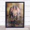 Squirrel Animal Jump Nature Water Puddle Fun Funny Humour Humour Wall Art Print