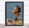 Vulture Vultures Bird Birds Animal Animals Bokeh Nature Wildlife Wall Art Print