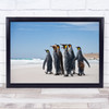 Group Penguins Sea Falkland's Malvinas Aptenodytes Patagonicus Print - 1401734