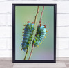 Macro Caterpillars Worm Garden Insect Insects Bug Bugs Silkmoth Wall Art Print