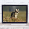 Nature Animal Fox Arctic Cute Fur Furry Puppy Cub Wildlife Wild Wall Art Print