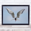 Tern Arctic Bird Nature Outdoors Flying Hovering Delicate Wings Wall Art Print