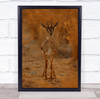 Wild Nature Antelope Gazelle Wildlife Animal Animals Cute Bambi Wall Art Print