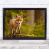 Wildlife Wild Nature Animal Animals Fox Red Young Cub Pup Cute Wall Art Print