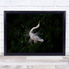 Bird Egret Mating Great Birds Dark Low Key Low-Key Neck Proud Wall Art Print