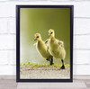Canada Goose Branta Ducklings Geese Cute Duo Pair Couple Baby Wall Art Print