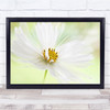 Cosmos Flower Flora Bloom Close-Up Floral Flowers Green Macro Wall Art Print