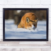 Fox Snow Cold Wild Wildlife Canada Winter Christmas Card Cute Wall Art Print