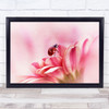 Pink Ladybird Ladybug Macro Flower Flowers Bokeh Soft Gerbera Wall Art Print
