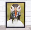 Sandeels Puffin Eat Eating Food Fish Beak Bird Birds Wildlife Wall Art Print