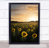 Sunflower Sunflowers Field Fields Summer Flower Flowers Flora Wall Art Print