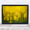 Tulip Tulips Garden Yellow Summer Flower Flowers Grow Growing Wall Art Print