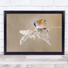 Wild Bird Wildlife Feather Feathers Nature Animal Winter Snow Wall Art Print