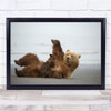 Bear Brown Alaska Cubs Wildlife Nature Feeding Nursing Bears Wall Art Print