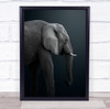 Elephants Animals Namibia Safari Elephant No Background Grey Wall Art Print