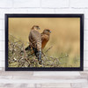 Kestrels Couple Africa Serengeti Nature Wildlife Bird Animal Wall Art Print