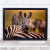 Zebra Wild Ngorongoro Tanzania Africa Wildlife Nature Animal Wall Art Print