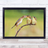 Birds Bird Feed Animal Burung Wildlife Babies Cute Cicipadi Wall Art Print