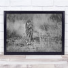 Leopard Safari Africa Grass Stalking Feline Black and white Wall Art Print