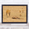 Lion Wildebeest Migration Kenya Cub Prey Predator Kill Cubs Wall Art Print