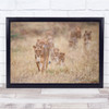 Lions Savute Botswana Chobe Africa Wild Lion Lioness Feline Wall Art Print