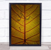 Mantis Ant Insect Leaf Macro Danger Threat Shadow Capillary Wall Art Print