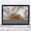 Wildlife Wild Nature Birds Lesser Kestrel Kiss Romance Love Wall Art Print