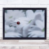 Insect Insects Macro Ladybug Ladybird Bokeh Flower Flowers Wall Art Print