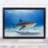 Underwater Bottom Below Shark Predator Wildlife Wild Tiger Wall Art Print