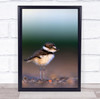 Wildlife Wild Nature Animal Animals Bird Birds Bokeh Chick Wall Art Print