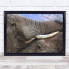 Elephant Wildlife Animal Love Interaction Nature Close Up Wall Art Print