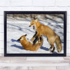 Fox Foxes Fight Play Wild Wildlife Winter Snow Canada Red Wall Art Print