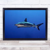 Shark Underwater Wildlife Wild Nature Blue Deep Grey Reef Wall Art Print