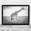 Giraffe with baby Black & White Wildlife Nature Africa Wall Art Print