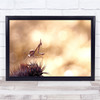 Nature Insect praying mantis Pennata Walking On Thorns Wall Art Print