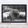 Sheep Hay Black & White Black And White Farmer Farming Wall Art Print